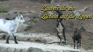 Lustiger Guten Morgen Gruß für dich kostenlos für WhatsApp🐐🐐🐐 [upl. by Evadne]