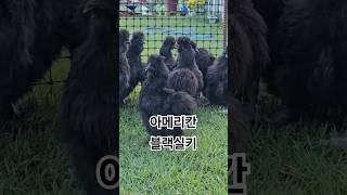 American black silkie with beautiful black colorchicken 닭 silkie [upl. by Beaner]