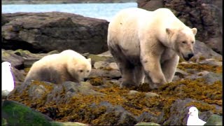 Lours polaire Documentaire  Les grands carnivores [upl. by Nyleak]