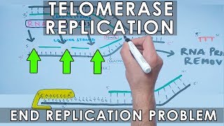 Telomerase Replication in Eukaryotes  End Replication [upl. by Annodahs]