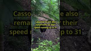 Why Cassowaries Are Natures Deadliest Birds [upl. by Billi]