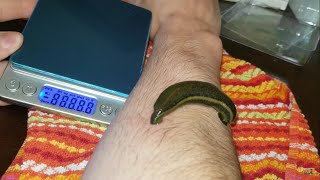 Feeding Pet Leech How Much Weight Will It Gain Leech facts [upl. by Idnac]