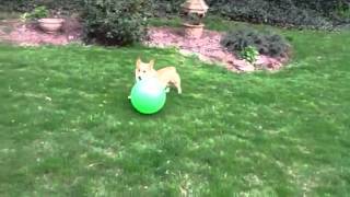 Corgi herding a ball [upl. by Legin]