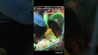 African cichlids fighting with tiger oscar fish 😱🤯💯 shorts fish viralshorts trending [upl. by Analat]