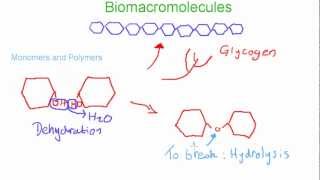 Biomacromolecules Monomers and Polymers [upl. by Hubey121]