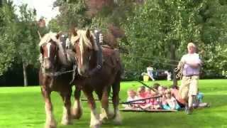 Friendly Belgian Draft Horses Playing Safely with Kids [upl. by Atsedom]