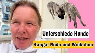 Kangal Welpen  Unterschiede Rüde vs Weibchen [upl. by Adieno670]