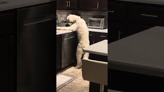 Dog Licks Leftover Food From Slow Cooker  1528418 [upl. by Haet]