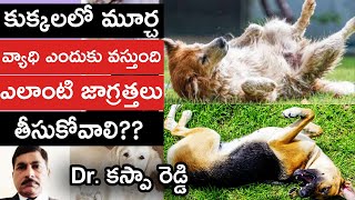 కుక్కలలో మూర్చ Fits ఎందుకు వస్తుంది  How to save your pet from seizuresFits  Epilepsy Treatment [upl. by Tsugua]