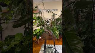 Simple mix to clean plants plantmaintenance plantroom houseplants [upl. by Geordie]