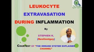 Leukocyte Extravasation  Inflammation [upl. by Irra]