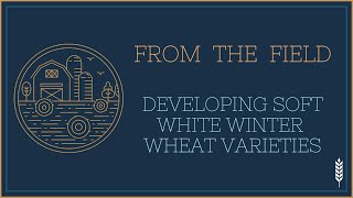 Developing Soft White Winter Wheat for Idaho [upl. by Nwahsav]