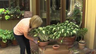 Hostas in Pots [upl. by Hooke]