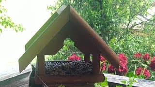 Afternoon Avian Feast Feeding Our Feathered Friends [upl. by Berardo]