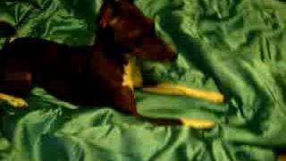 Basenji mix playing [upl. by Phi]