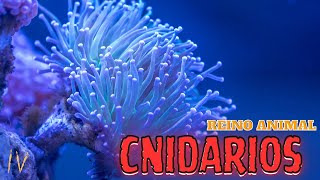 REINO ANIMAL  CNIDARIOS [upl. by Cristy]