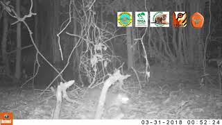 flatheaded cat camera trap [upl. by Dante]