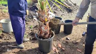 Planting Washingtonia filifera palm [upl. by Neeluj808]