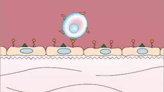 Adhesion in Leukocyte Extravasation [upl. by Arbba]