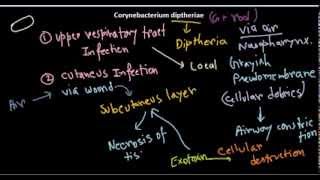 Corynebacterium diptheriae introduction and infection [upl. by Carie382]