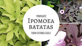 Ipomoea Batatas Easy propagation root cuttings within one week [upl. by Hylan]