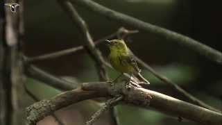 Pine Warbler singing [upl. by Riannon]