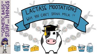 Lactase MOOtations – why people with lactose intolerance can’t drink milk [upl. by Fairleigh]