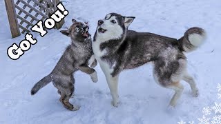 The Husky Puppy Is Learning to Play ❄ Huskies Playing in Snow [upl. by Eidnim]