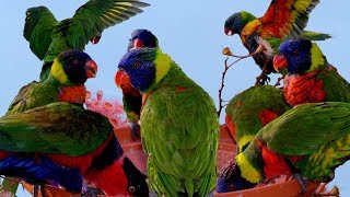 Beautiful Rainbow Lorikeets  It is time for bathing and feeding [upl. by Nesto]