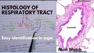 Histology of respiratory system  Respiratory Epithelium  Basic and easy explanation [upl. by Pasho]