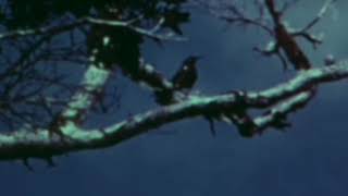 The Last Call Of A Species Kauaʻi ʻōʻō bird recorded in 1987 [upl. by Eneres163]