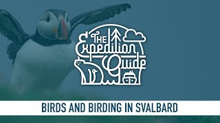 Birds and birding in Svalbard [upl. by Cohbert]