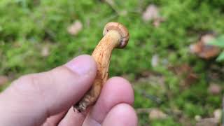 Deadly Webcap  Foraging Mushrooms UK Cortinarius rubellus [upl. by Kerin967]