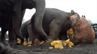 Elephants pulverize giant pumpkins during 2015 Squishing of the Squash [upl. by Rolanda89]