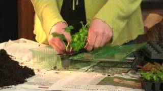 Plug Plants  Charlie Dimmock  Gardening Direct [upl. by Cesar]