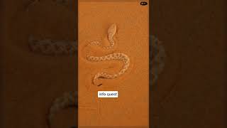 Discovering the Cerastes Vipera snake 🐍 Facts and Behavior 😱 [upl. by Akenihs]