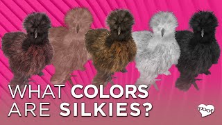 WHAT COLORS ARE SILKIES video examples amp educated guesses [upl. by Lezti]