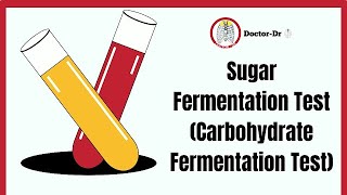 Carbohydrate Sugar Fermentation Test  Biochemical Test  Microbiology Laboratory Techniques [upl. by Ecnarf]