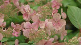 Home Gardener  Summer Plants Hydrangea paniculata [upl. by Alberto]