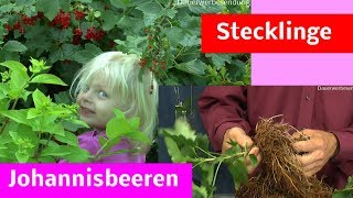 Johannisbeeren Stecklinge Steckholz im Sommer selber machen [upl. by Eugenio68]