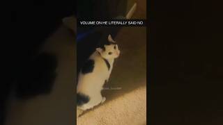 Los momentos más graciosos y divertidos de gatos 😹😂  Momentos divertidos de gatos 🤑👌 [upl. by Jeffrey]