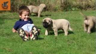 Mastiff Puppies  6 weeks old [upl. by Isa]