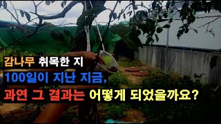 대봉감 취목 과정과 결과를 공개합니다 곰도 아니고 100일을 기다렸는데 대봉감 취목 persimmon stinkwood layerage [upl. by Rheingold]