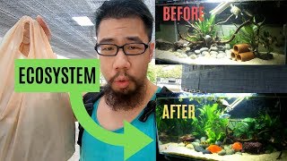 Building an ECOSYSTEM aquarium [upl. by Ushijima]