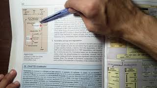 Deoxyribonucleotide synthesis and clinicals  BIOCHEMISTRY [upl. by Oruasi]