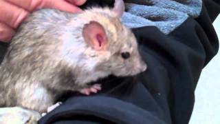 Wild Wood Rat has a name Petunia second day she is getting tamer [upl. by Pan188]