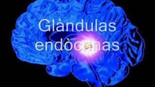 Sistema endocrino video [upl. by Norene]