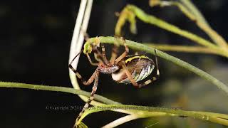 Argiope frelon ou Epeire frelon [upl. by Abekam477]