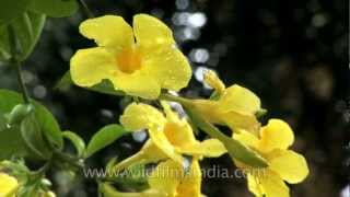 Allamanda flowering in Sikkim [upl. by Christmas2]