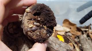 Armadillidium sordidum vulgare quotPunta Canaquot Care [upl. by Naujed]